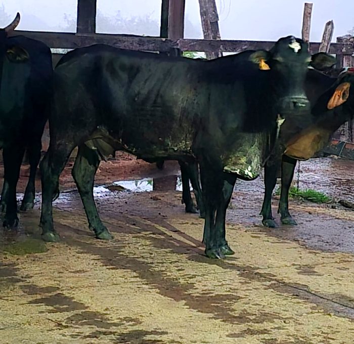 Gado real fotografado em curral de propriedade do Sul Fluminense